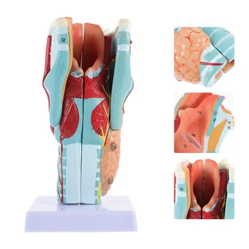 Model grkljana Model grkljana Model grkljana Model učenja Anatomije čovjeka