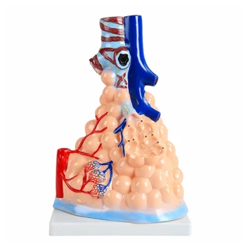 Model dišnog sustava čovjeka Y5GE Model alveolarne bolesti plućne anatomije čovjeka, model plućne bolesti Srca za zdravstveno učenja